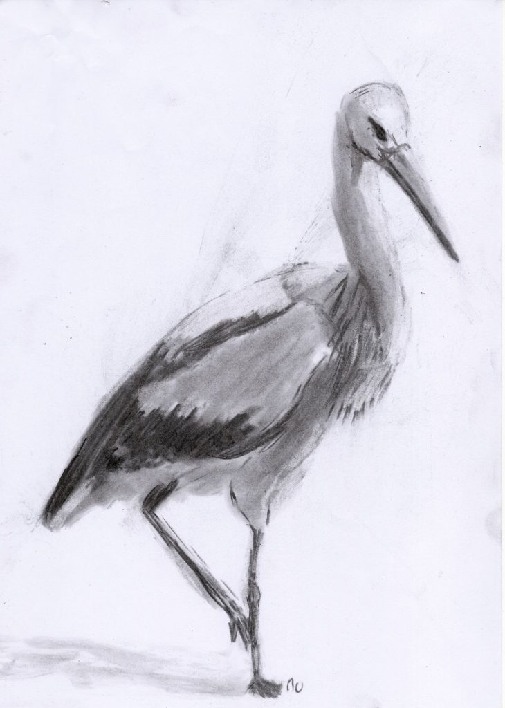 Charcoal drawing of a stork