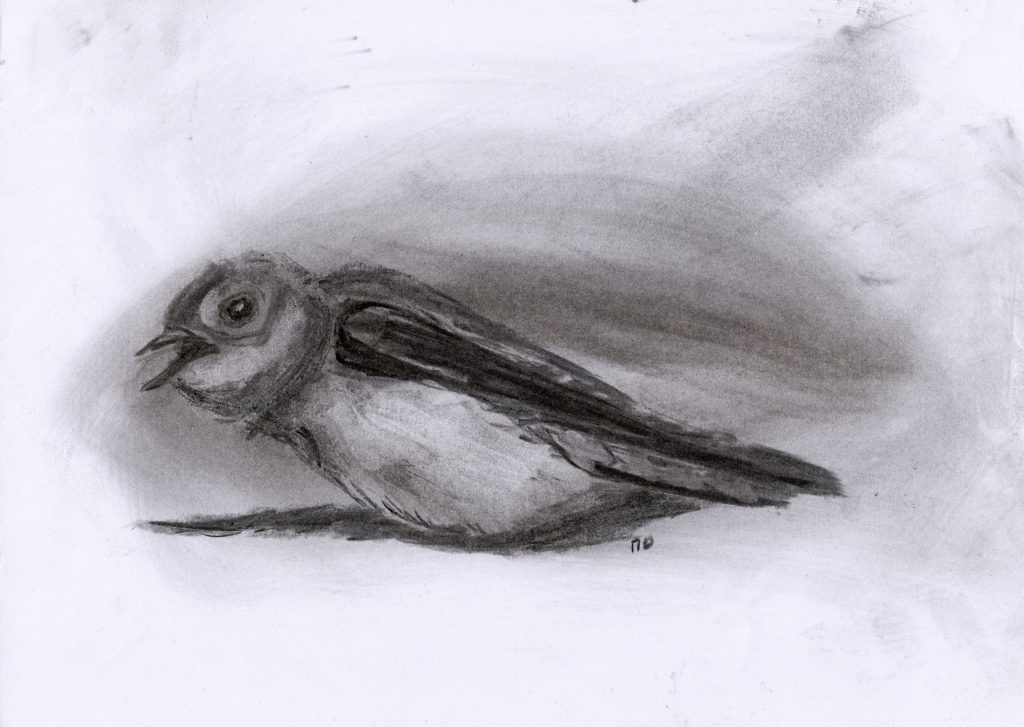 Charcoal drawing of a sand martin bird