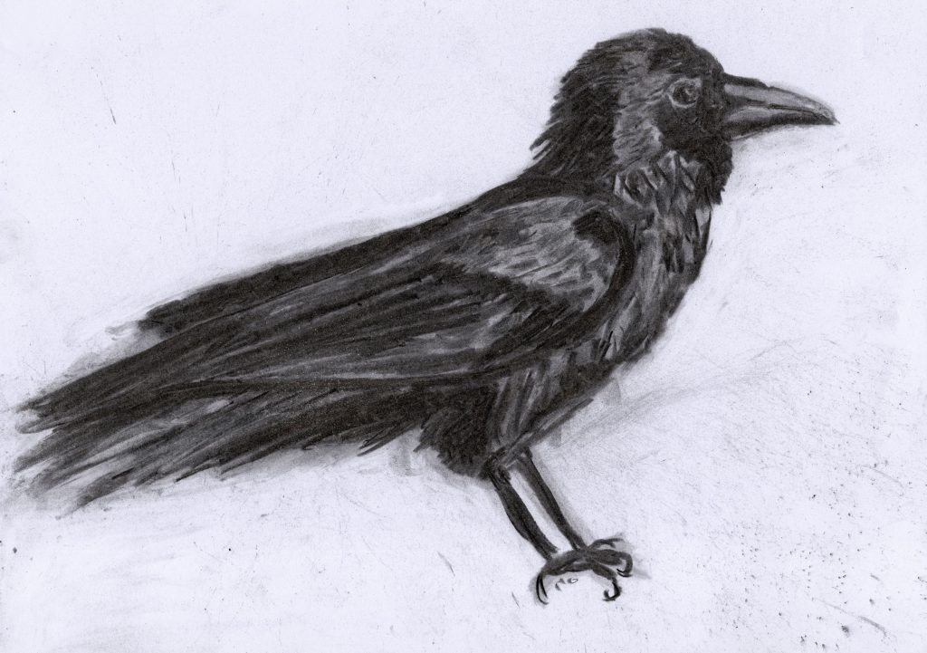 Corvus Corax (2026), charcoal on A4-paper