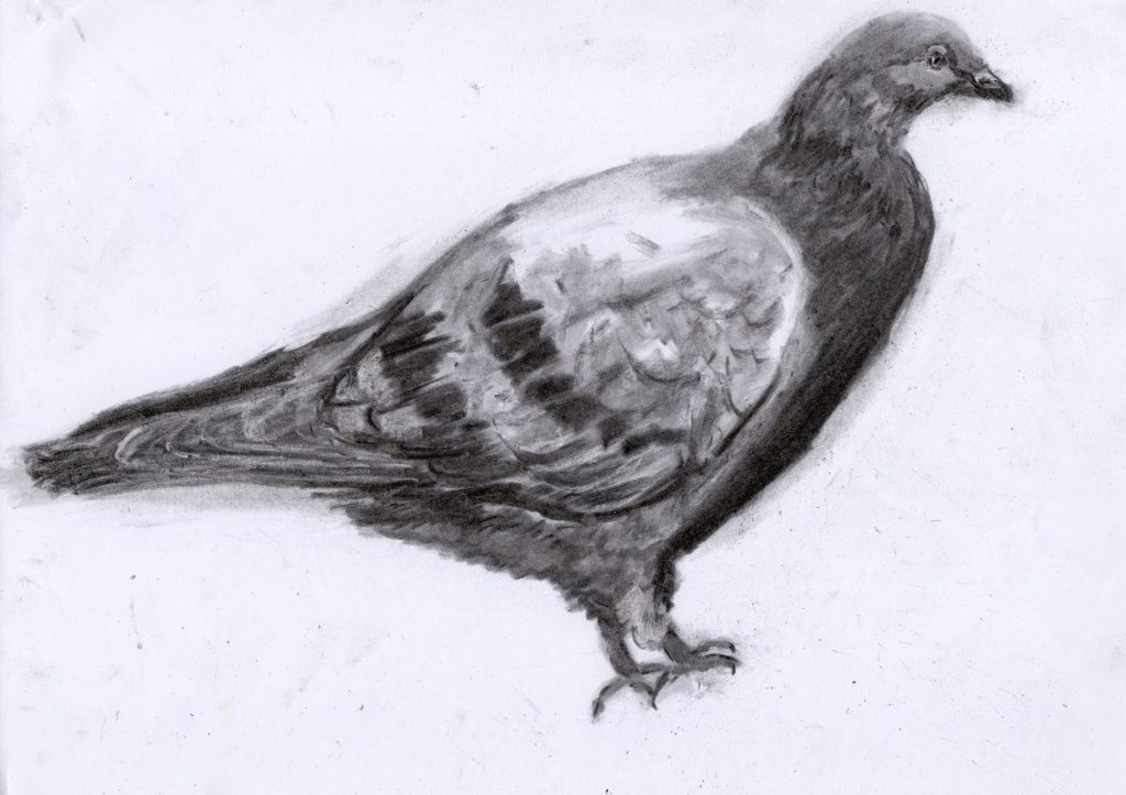 Charcoal drawing of pigeon
