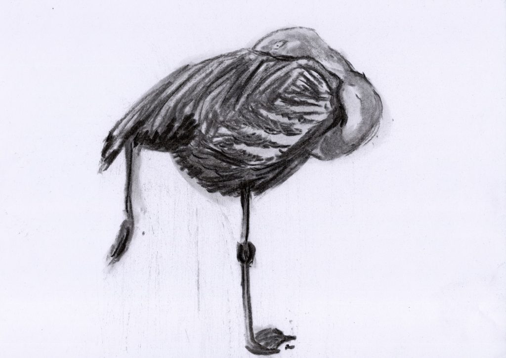 Charcoal drawing of a pink flamingo