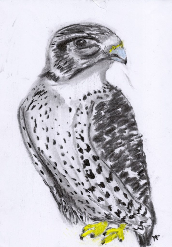 Charcoal and soft pastel drawing of a gyrfalcon
