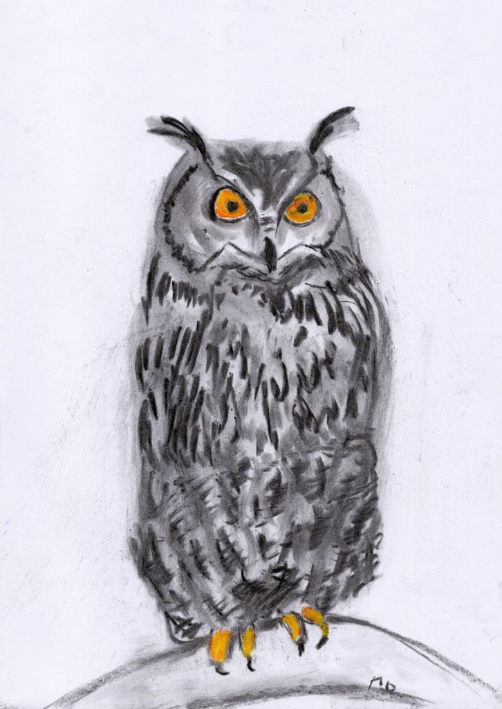 Charcoal and soft pastel drawing of an owl