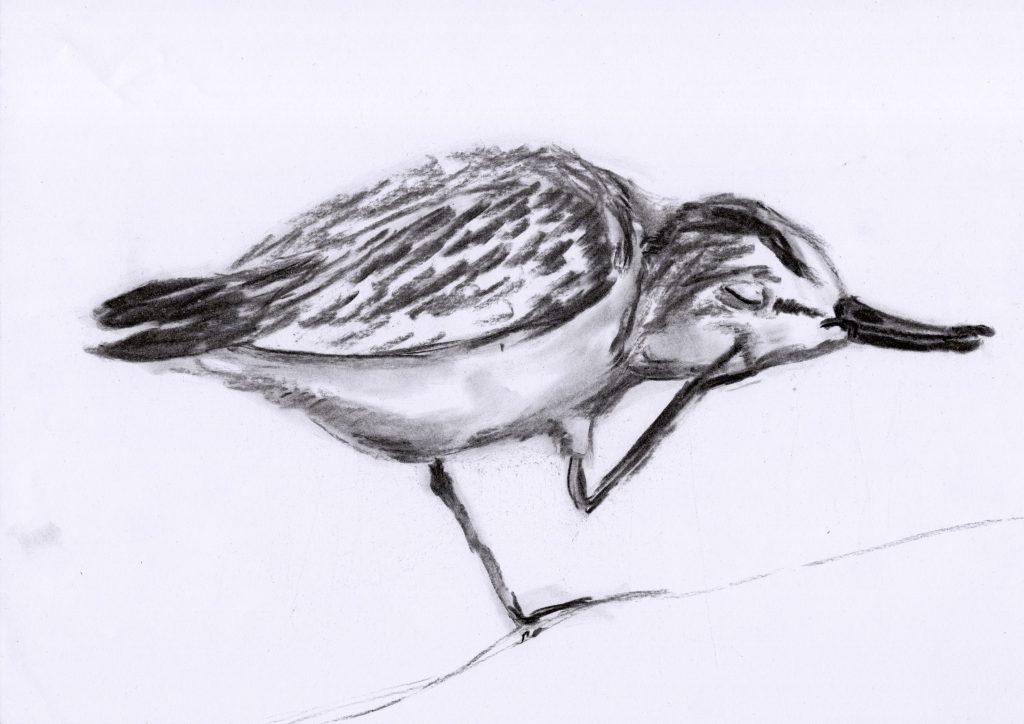 Drawing of a sanderling bird in charcoal
