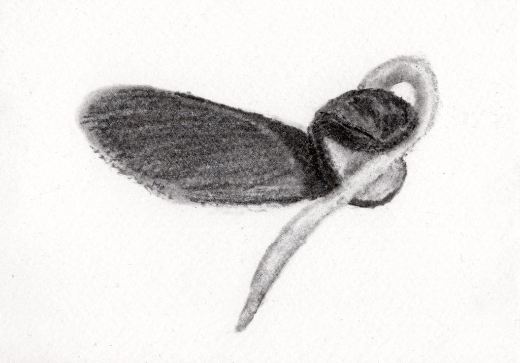 Charcoal drawing a tree seed.