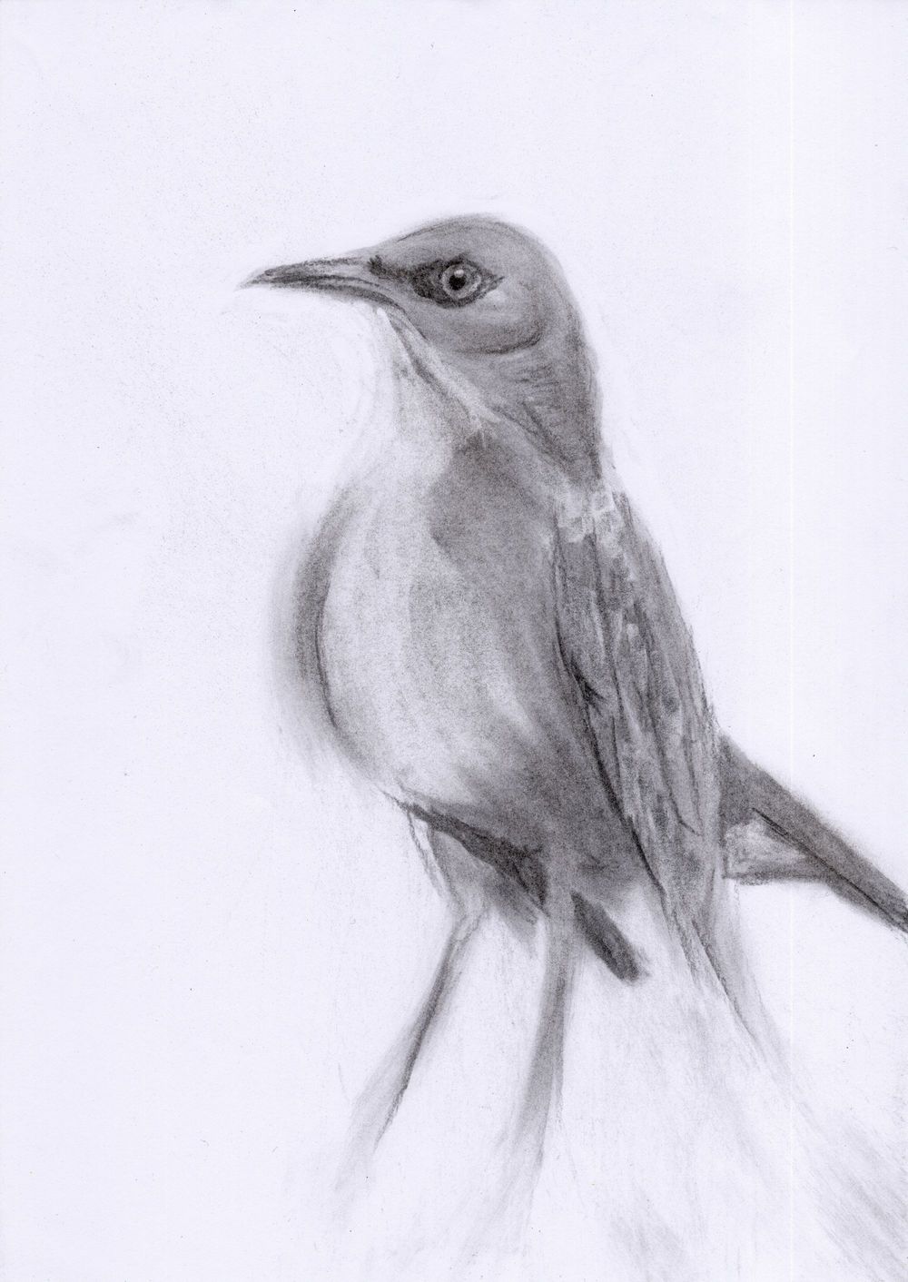 Thrust bird sketched in charcoal on paper 2026